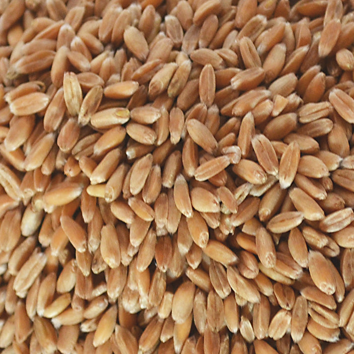 Nahaufnahme von Dinkelkörner