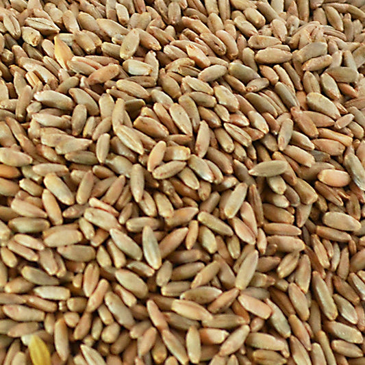 Nahaufnahme von Roggenkröner