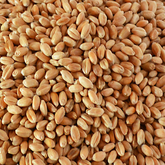 Nahaufnahme Weizenkörner