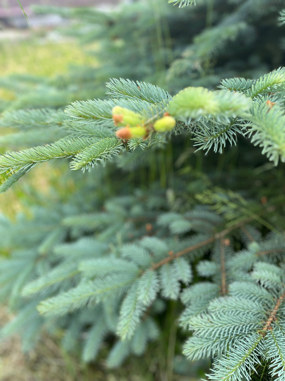 (Tannen-) Bäumchen wechsle Dich!