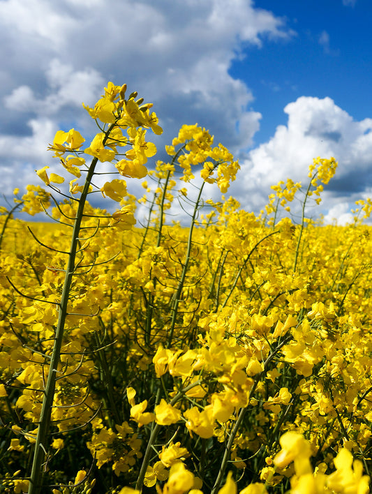 So schmeckt Heimat: Bio-Rapsöl aus der Region