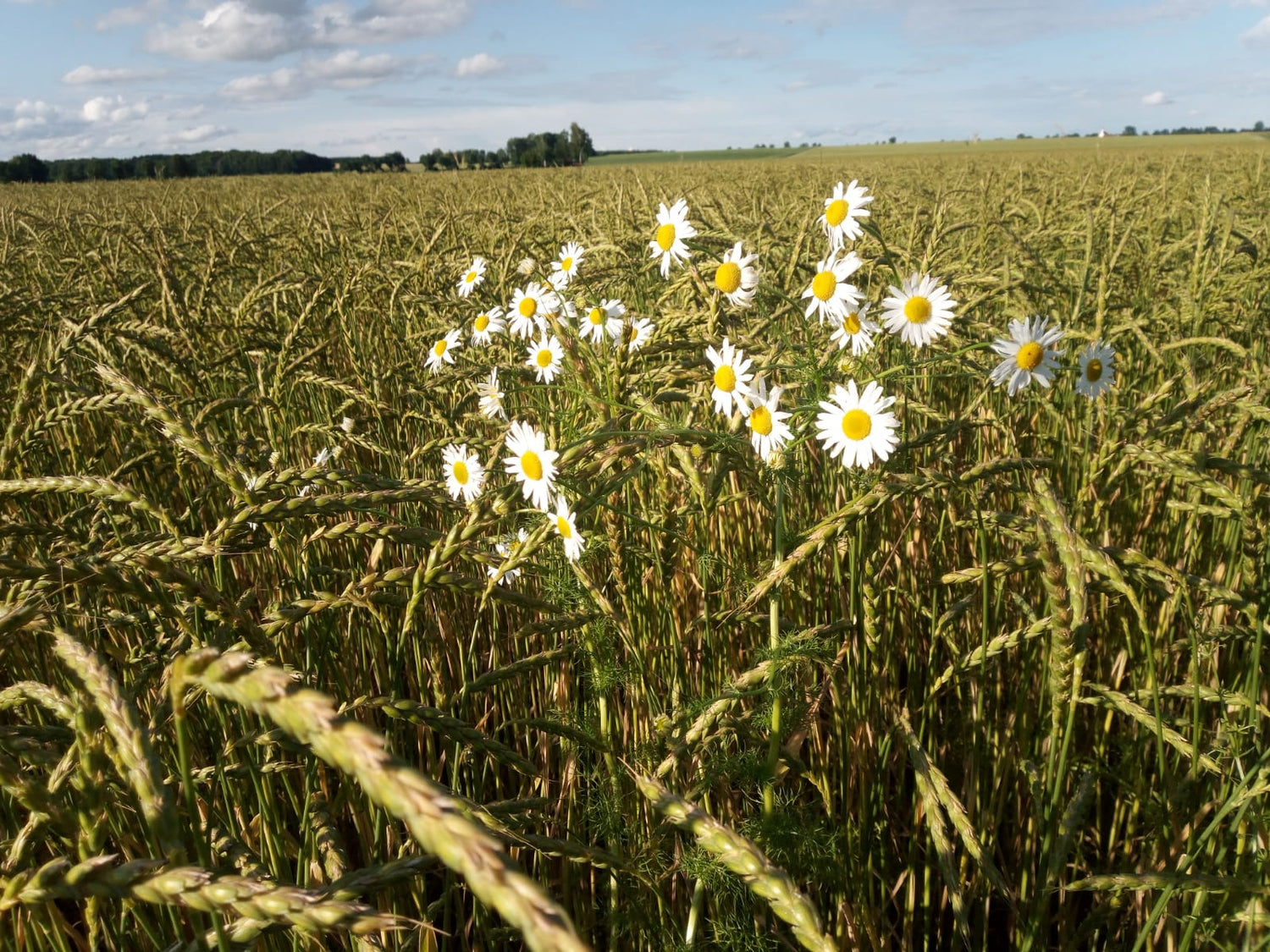 Dinkelfeld mit Kamilleblume