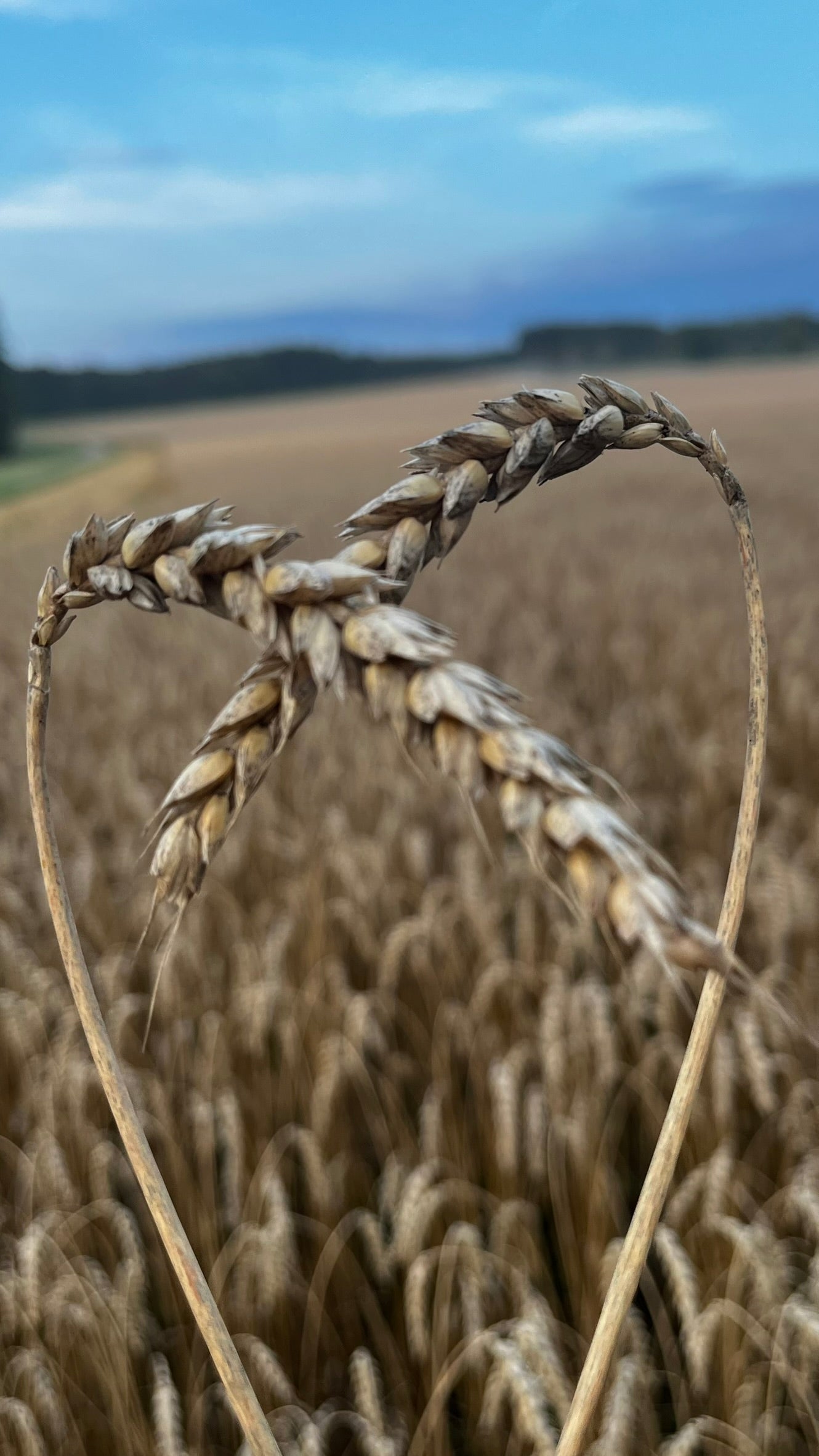 Getreideliebe in Form eines Weizenherzes