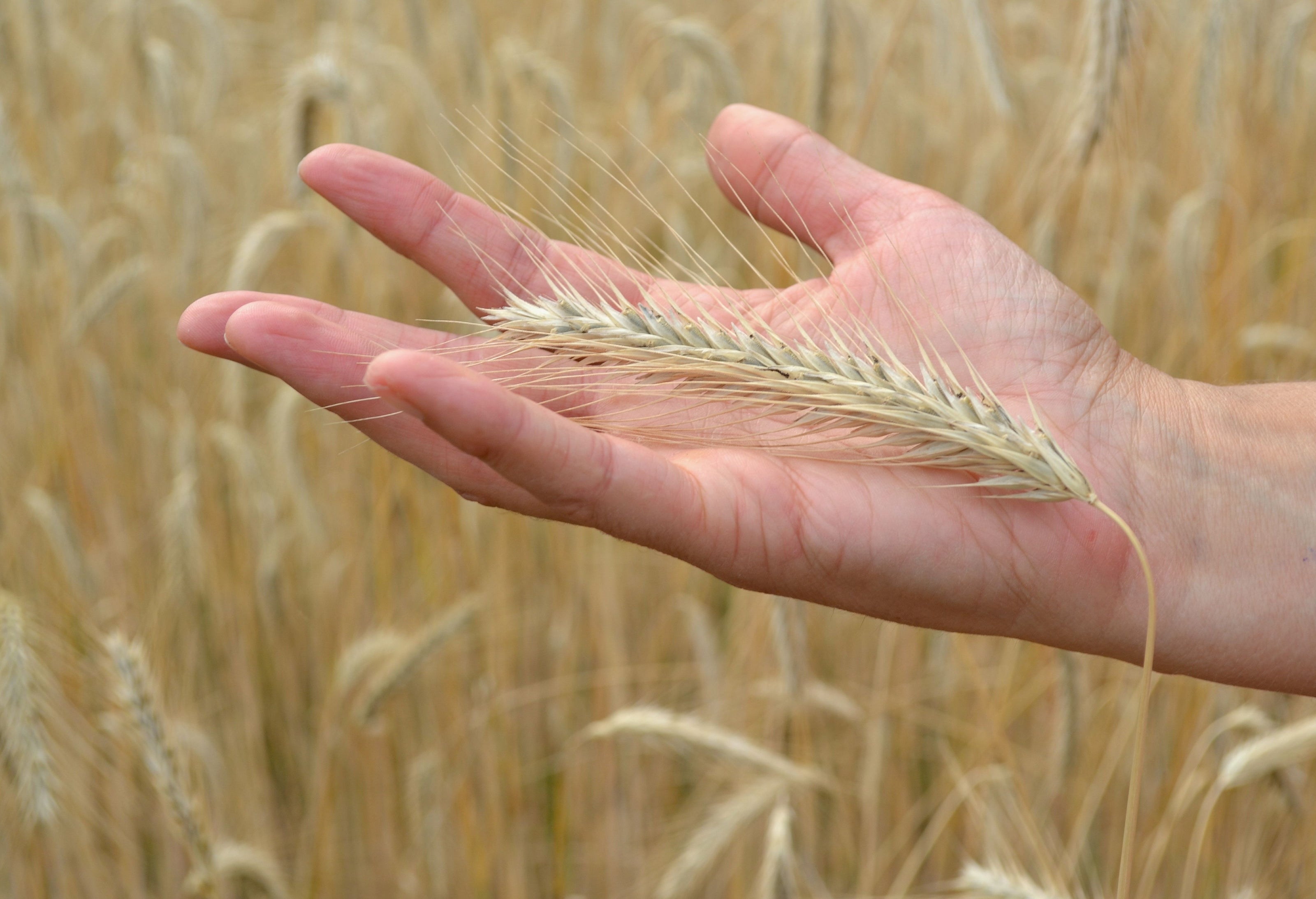 Hand hält eine Roggeähre