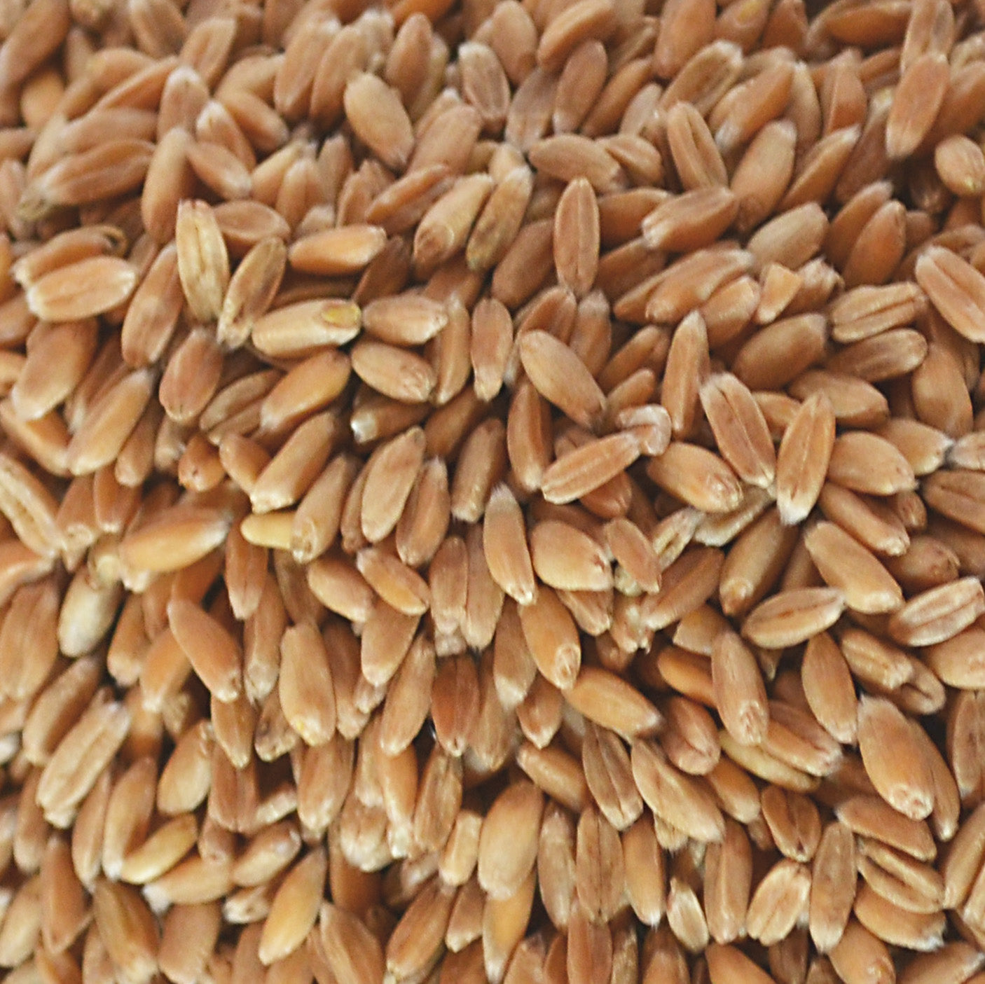 Bio-Dinkel Körner – Biohof Mayr Bio-Dinkel Körner – Biohof Mayr