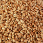 Bio-Weizen Körner